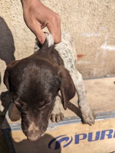 продажа собак в бишкеке: Продаю щенка чистокровного дратхара 2,5месяц