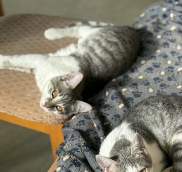 Pişiklər: Dişi, Yaxşı əllərə — 3