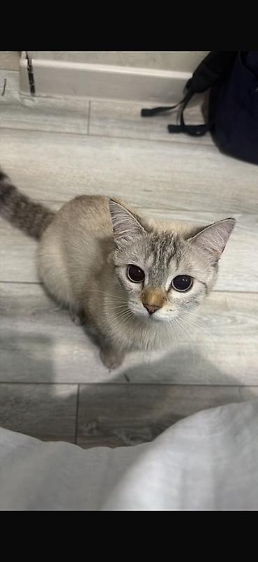 кошка шиншила: Девочка — 1