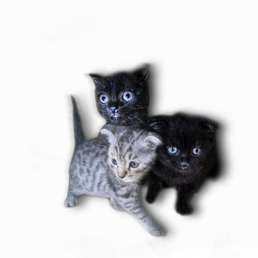 Коты: Вислоухие котята, 2 нигера и 1 серый
 Цена договорная