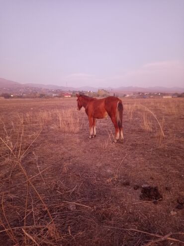 Atlar: Dişi, il: <1 -da lalafo.az — 8 Atlar: Dişi, il: <1 — 8