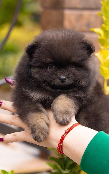 сколько стоит собачка шпиц: Шпиц, 2 месяца, Самец, С прививкой — 1