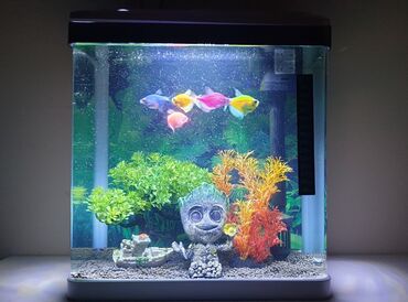 akvarium altlığı: Dördbucaq akvarium, Balıqlarla birlikdə, 16 l