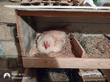 Toyuq, Yumurtalıq, Pulsuz çatdırılma, Ünvandan götürmə, Ödənişli çatdırılma lalafo.az -da Toyuq, Yumurtalıq, Pulsuz çatdırılma, Ünvandan götürmə, Ödənişli çatdırılma