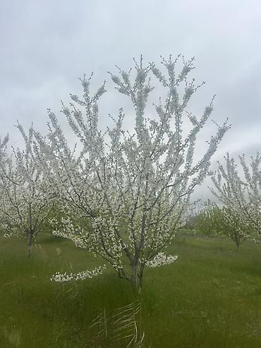 Şitillər: 🔥 QUBADA HAZIR GƏLİR GƏTİRƏN GİLAS BAĞI SATILIR! 🍒 Əgər həm — 2