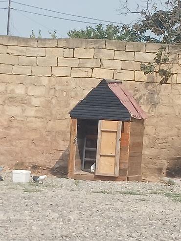 Taxta quşxana/kümes - Material: tamamilə taxtadan yığılıb, üst