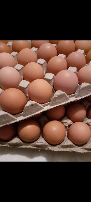 Куры, петухи: Инкубационное яйцо несушек Хайсекс Браун. От петухов Леггорн