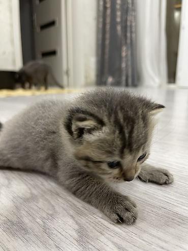 etibarli əllərə pişik: Yaxşı əllərə, Pulsuz çatdırılma, Ödənişli çatdırılma — 4
