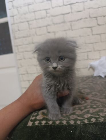 британская короткошерстная кошка золотая шиншилла: Скотиш Фолд (Шотландская вислоухая), 2 месяца, Мальчик, Голубой, Приучена к лотку, Проглистована