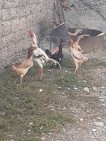 Heyvanlar: Heyratı fərələr 5 dənə qırmızı fərədi biri kürk yatır bu ilki fərələrd — 3