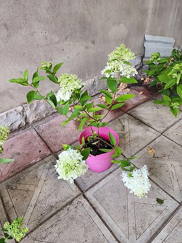 payiz dekoru: Ağ çiçəkləri olan panikulyar hortensiya (Hydrangea paniculata) – — 9