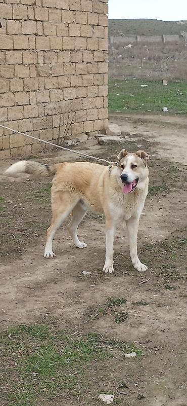 İtlər: Qurdbasar, 3 il, Erkek — 12