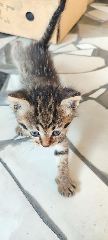 Мышыктар: Отдам котят 1 месяц,3 мальчика 1 девочка - Пушистые короткошёрстные — 6