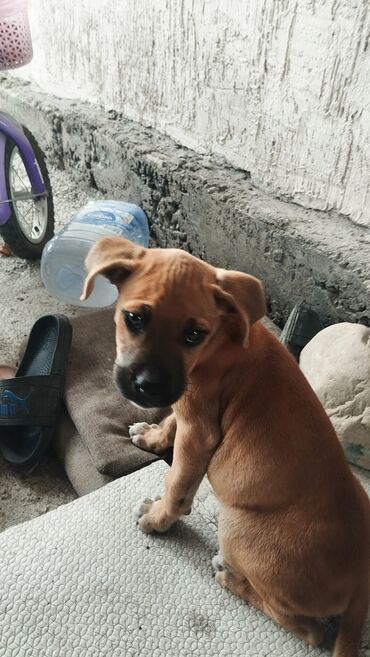 Продажа собак: 3 месяца, Самец