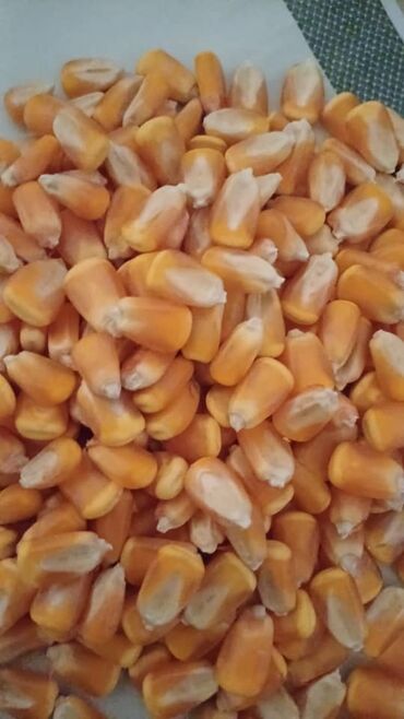 Зоотовары: Продаю кукурузу жугору мешоктоп жуктоп берем только чалгыла