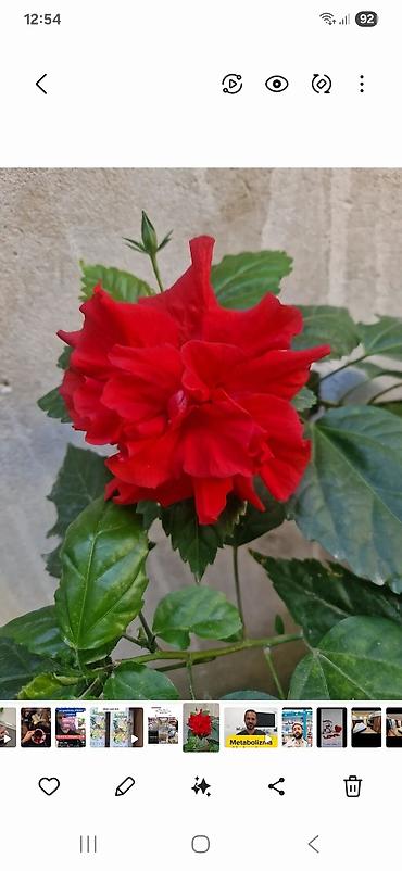 diffenbaxiya bitkisi: Qırmızı güllü ev hibiskusu (Çin qızılgülü) – saksıda - Bitki növü — 3