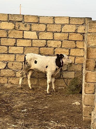 danlar: 2 aylıq erkək simmental dana satılır. Super heyvandır. Rəngi qara — 3