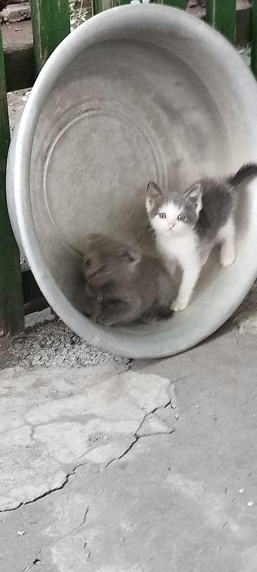 котенок скотиш фолд: Котята с загнутыми ушками (тип «скоттиш-фолд» по внешности). Окрас: - — 4