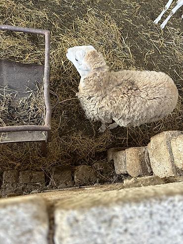 heyvanlar və balaları: Ekizbala quzular biri erkəy biri dişidir
Sabirabad rayonu bulduq kəndi — 4