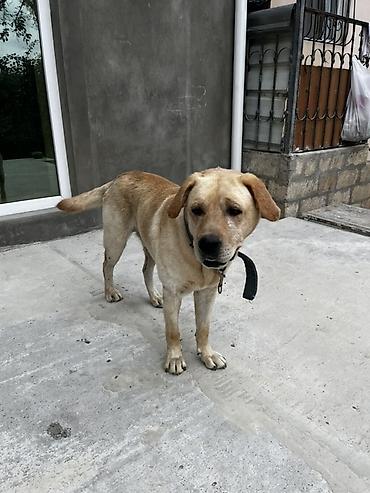 golden retriever golden: Labrador-retriver, 1 il, Erkək, Ödənişli çatdırılma — 1