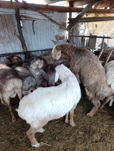 Баран, овца: Продаю | Овца (самка) | Для разведения | Матка — 6