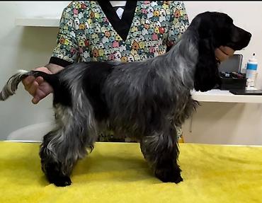 Psi: Engleski koker spanijel u ponudi NOVO LEGLO iz odgajivacnice — 14