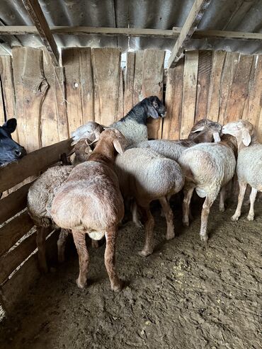 собака доберман сколько стоит: Сатам | Кочкор (эркек) | Аргын | Союуга, Көбөйтүү үчүн