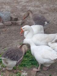 qara pişik şəkilləri: Dişi, | Linda, Ətlik