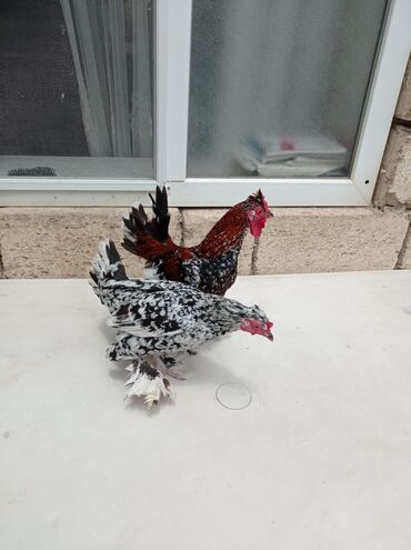 linqorin toyuqlar: Toyuq, Damazlıq, Ödənişli çatdırılma