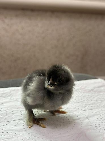 Куры, петухи: Продаю | Цыплята | Домашняя | Для разведения — 2