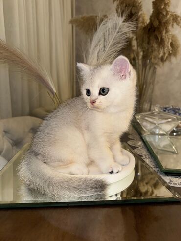 Pişiklər: Cins Paroda pişikləri. Şotland, Britan, Pers. Rəngləri də cür bə cür — 6