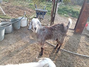 keci sanen: 2 baş hələb çəpişi 1dişi 1erkək.7 aylıqdirlar. Tam sağlam heyvanları — 5