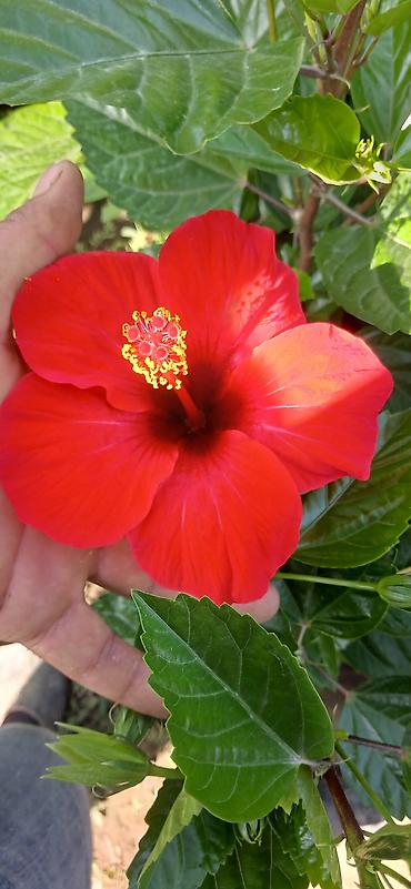 tulpan soğanı satışı: Qırmızı Hibiskus (Hibiscus rosa‑sinensis) –( El arasnda kitayski roza — 2