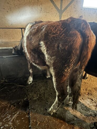 Коровы, быки: Продаю | Бык (самец) | На откорм | Привязанные — 9