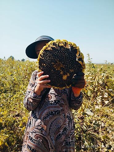 Помидоры: Помидоры Сливки — 22