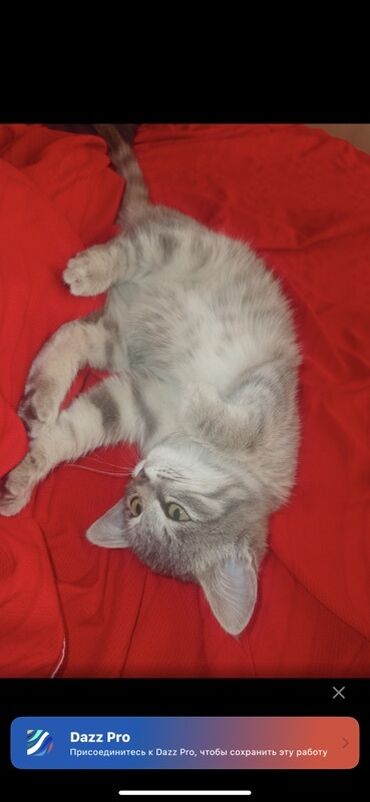 мейн кун бишкек питомник lyubushka купить котенка цена фото: Котёнок серо-полосатого окраса - Порода: домашняя короткошёрстная