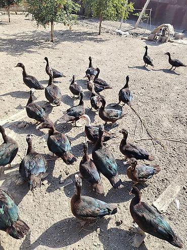 ağ toyuq: Muscovy (hinduşka) ördəkləri – iri ətlik istiqamət - Rəng: əsasən tünd — 4