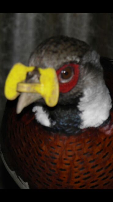 Heyvanlar üçün digər mallar: Quşlar bir birlərinə xəsarət verməsinin qarşısını alır cox goturen — 2