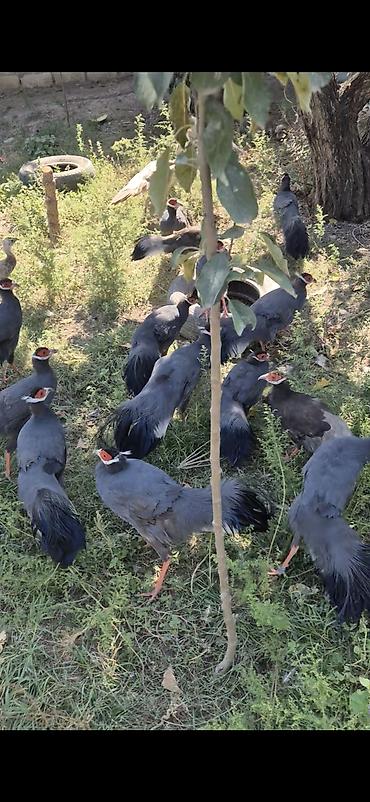 Quşlar: Sini usastni qirqovulu 7 aylig balalar satilir catorilma da var bos — 4