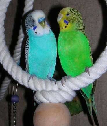 Животные: Волнистые попугайчики хорошо разговаривают и приручаются к рукам а так