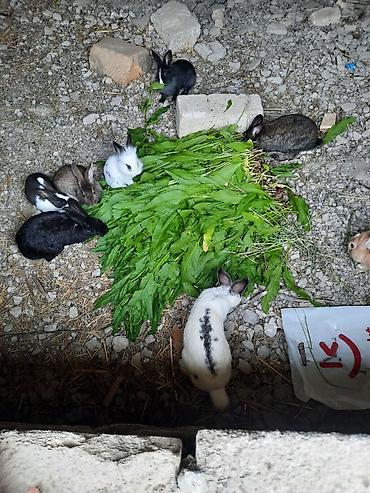 ördək balası və cücə: Satlıq dovşanlar – müxtəlif rənglərdə bala və gənc fərdlər - Rənglər — 3
