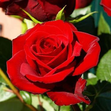 Роза: Розы!!! Розы!!! Розы!!! Саженцы роз!! Ул ташкентская 9 — 11