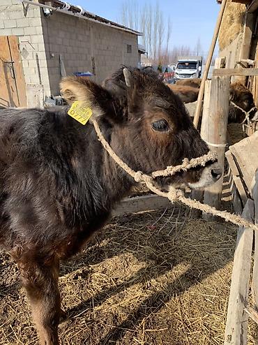 Коровы, быки: Продаю | Тёлка, Музоо, торпок | На откорм, На забой, Для разведения at lalafo.kg — 13 Коровы, быки: Продаю | Тёлка, Музоо, торпок | На откорм, На забой, Для разведения — 13