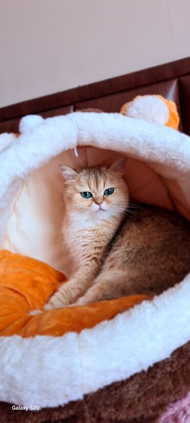 Pişiklər: Şotland yastı qulaq, Erkək, Dişi, Yaxşı əllərə, Ünvandan götürmə, Pulsuz çatdırılma, Ödənişli çatdırılma — 68