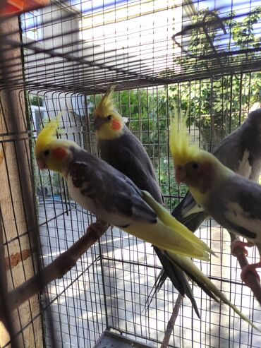 geref quşu: Bala korella hazir cute korella erkey disi Var Tam Vitaminli quslardi