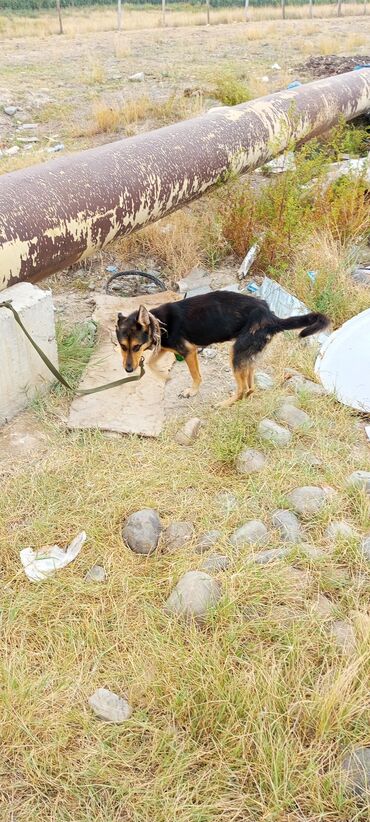 pekines itleri qiymeti: Alman avcarkasi temiz alman afcarkadi dişidir usaqadeymir qiymətdə