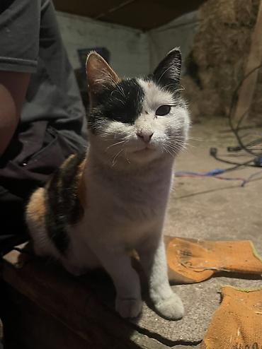 Продажа кошек: Бесплатно. - Трёхцветные (черно-рыже-белые) с выразительными — 6