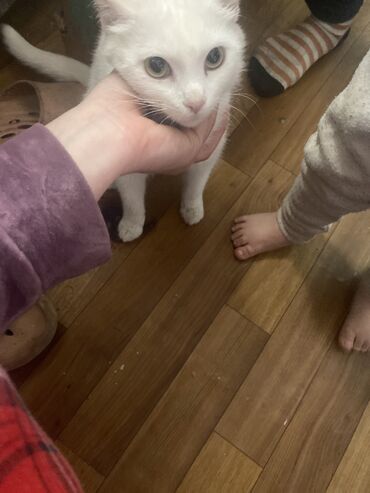 кошка белый: Бесплатно Отдам хороший руки Кошку 
Причина с переездом