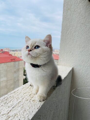 pişik ucun yuva: Шотландская, Самец