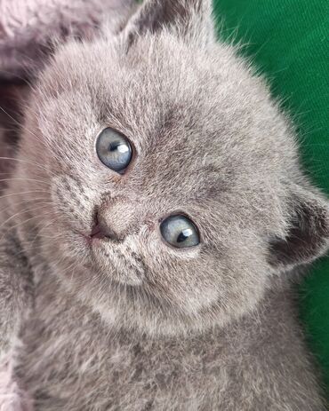 Pişiklər: Şotland — 14